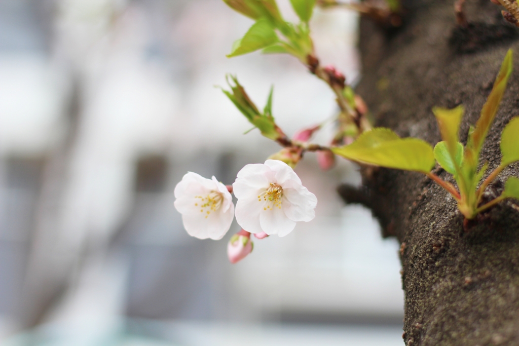 f:id:sweeteatime:20170406201850j:plain f:id:sweeteatime:20170406201850j:plain