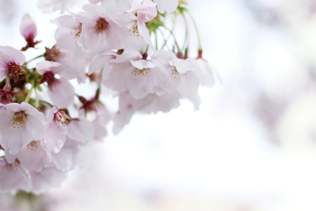 f:id:sweeteatime:20170406201856j:plain f:id:sweeteatime:20170406201856j:plain