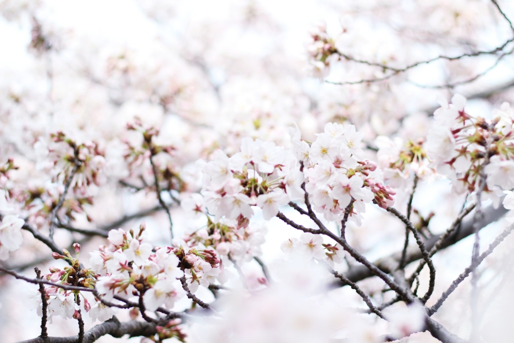 f:id:sweeteatime:20170406203650j:plain f:id:sweeteatime:20170406203650j:plain