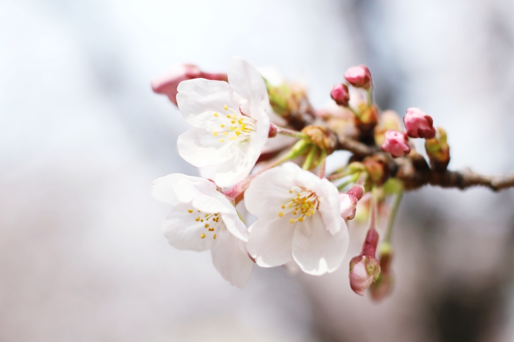 f:id:sweeteatime:20170406204158j:plain f:id:sweeteatime:20170406204158j:plain