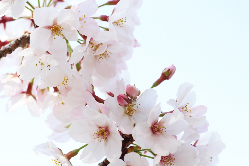 f:id:sweeteatime:20170407170120j:plain