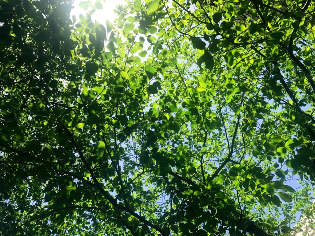 f:id:sweeteatime:20170607213840j:plain