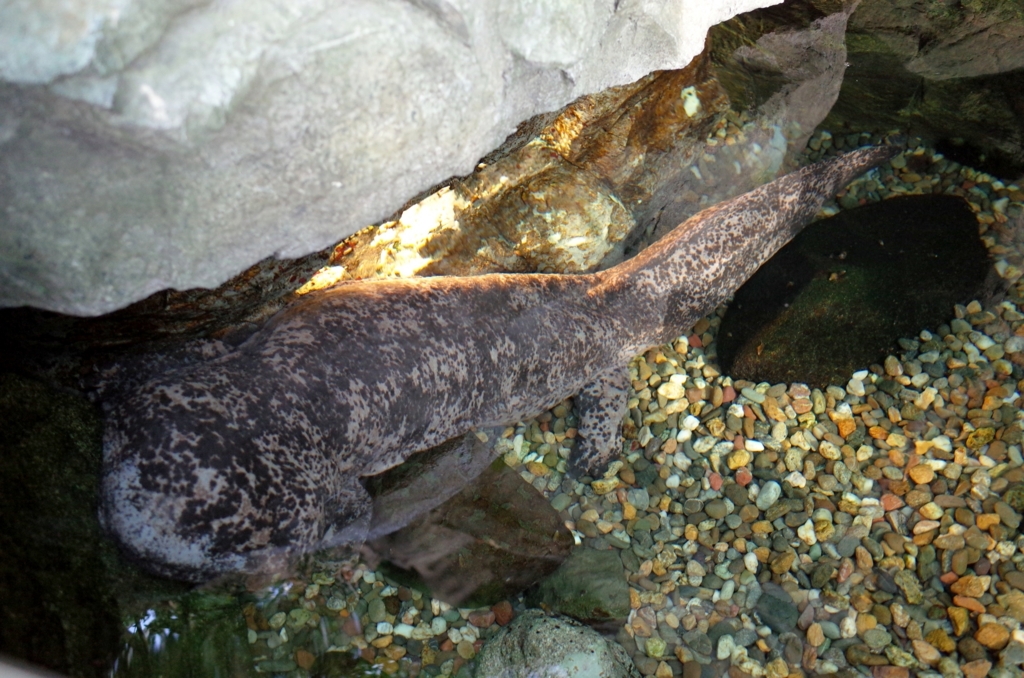 f:id:sweeteatime:20170616104045j:plain