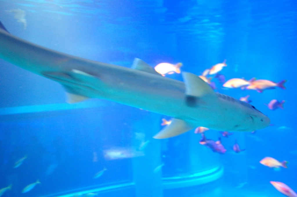 f:id:sweeteatime:20170616105337j:plain