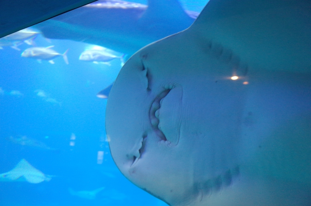 f:id:sweeteatime:20170616110032j:plain