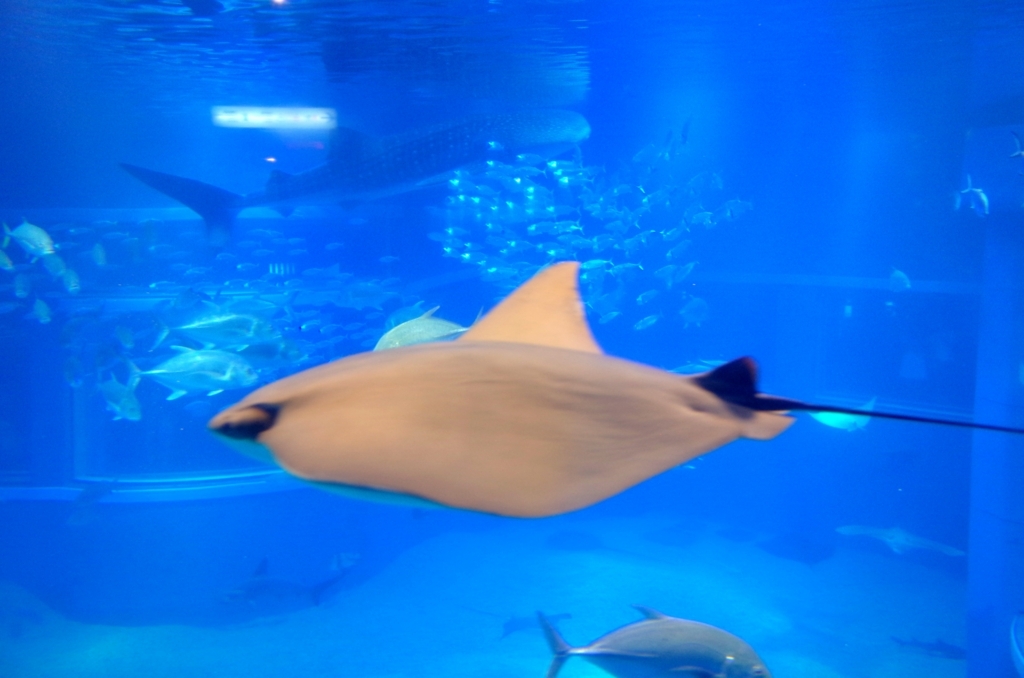 f:id:sweeteatime:20170616110248j:plain