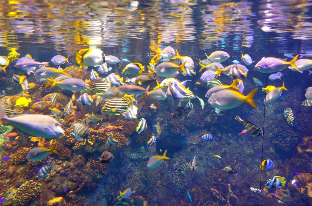 f:id:sweeteatime:20170616110526j:plain