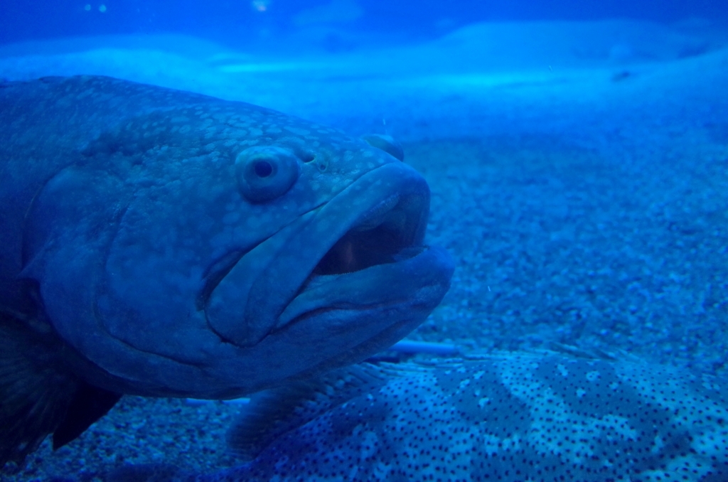 f:id:sweeteatime:20170616110901j:plain