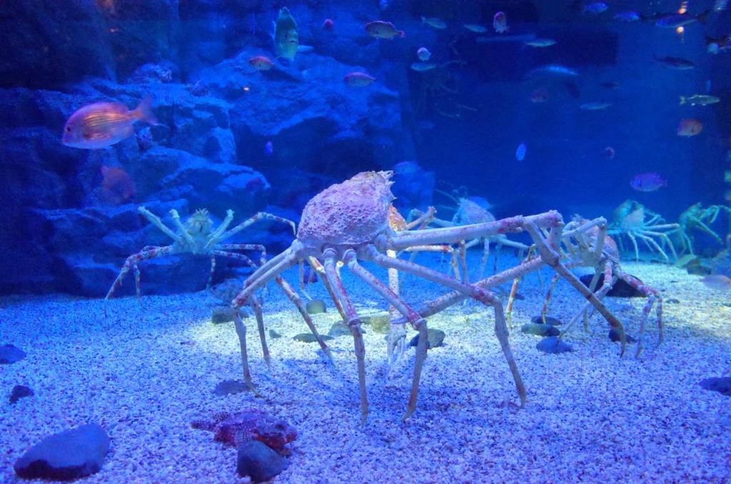 f:id:sweeteatime:20170616111126j:plain