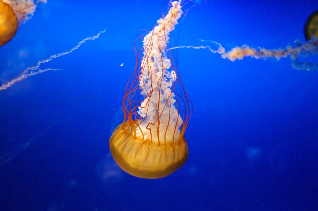 f:id:sweeteatime:20170616112119j:plain