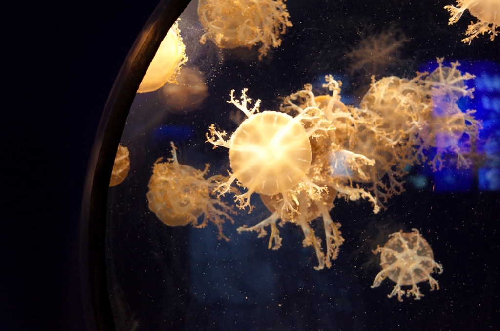 f:id:sweeteatime:20170616112234j:plain