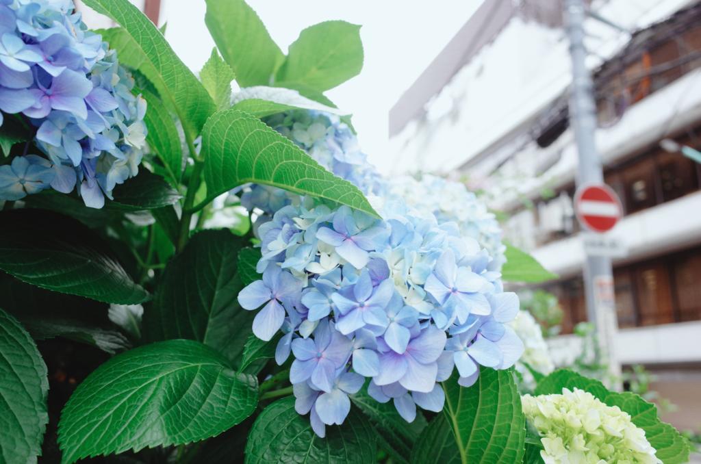 f:id:sweeteatime:20170727200320j:plain