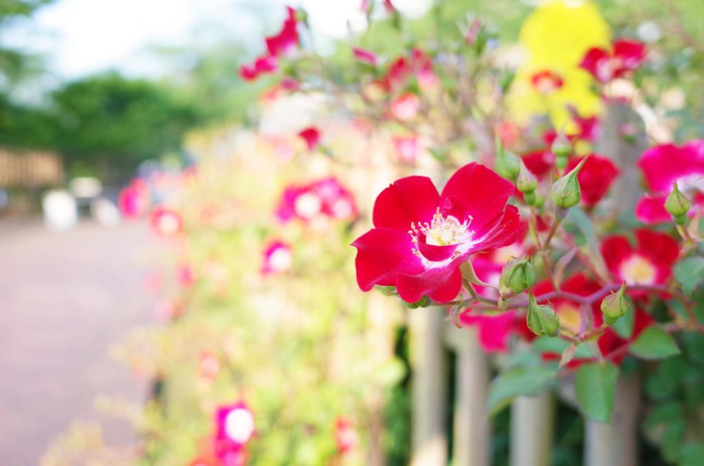 f:id:sweeteatime:20170729235430j:plain f:id:sweeteatime:20170729235430j:plain