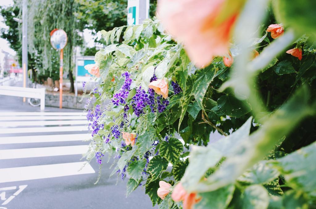 f:id:sweeteatime:20170901212600j:plain