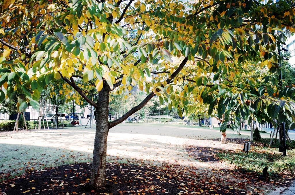 f:id:sweeteatime:20171103223455j:plain