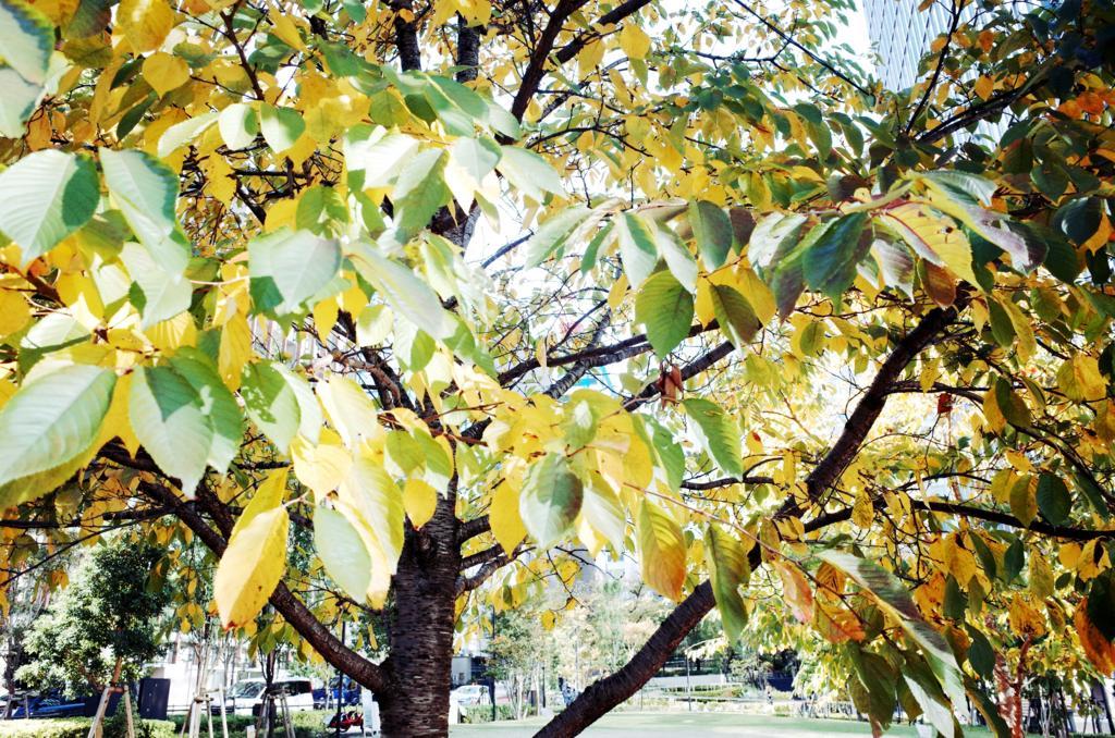 f:id:sweeteatime:20171104163915j:plain