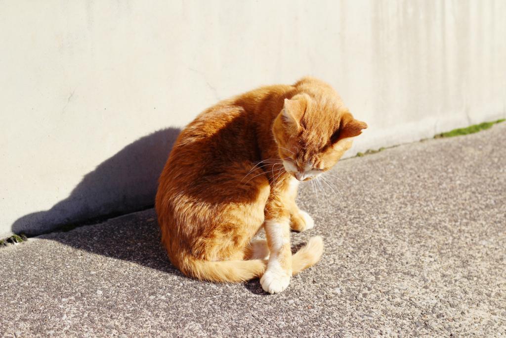 f:id:sweeteatime:20180227213932j:plain