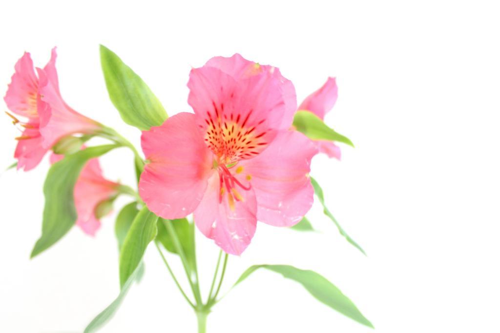 f:id:sweeteatime:20180308105856j:plain f:id:sweeteatime:20180308105856j:plain