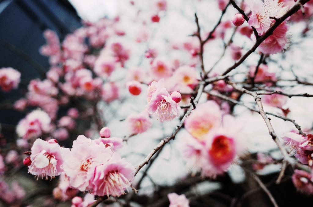 f:id:sweeteatime:20180401235120j:plain