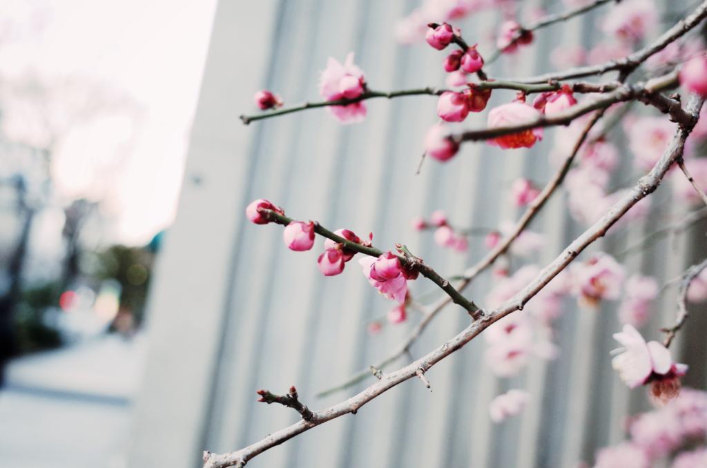f:id:sweeteatime:20180402001804j:plain