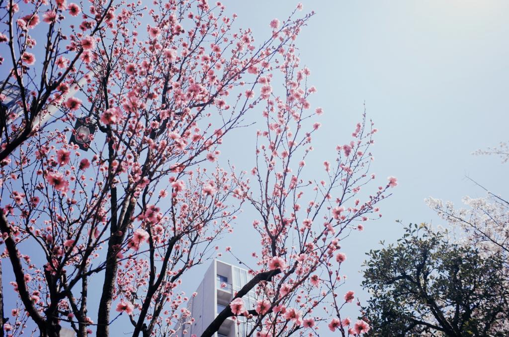 f:id:sweeteatime:20180403224659j:plain f:id:sweeteatime:20180403224659j:plain