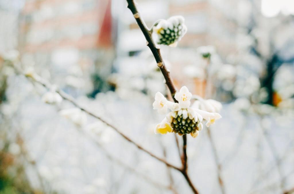 f:id:sweeteatime:20180403224703j:plain f:id:sweeteatime:20180403224703j:plain
