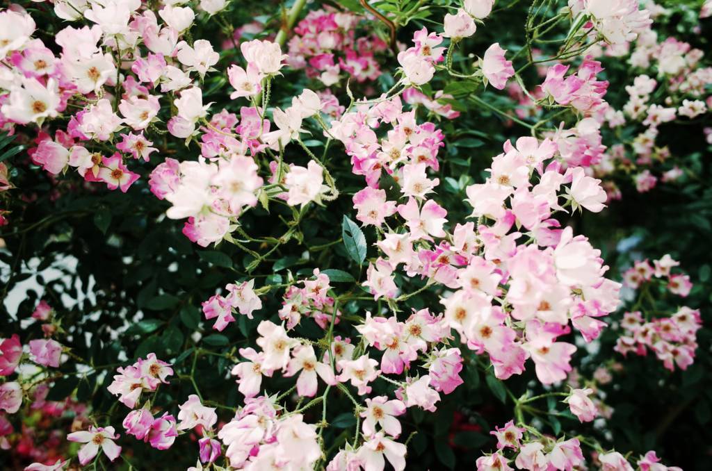 f:id:sweeteatime:20180606153436j:plain
