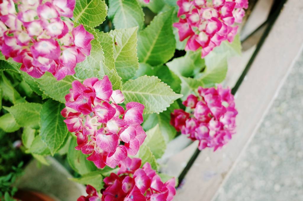 f:id:sweeteatime:20180607221816j:plain
