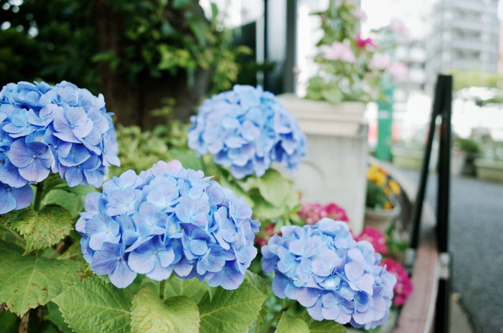 f:id:sweeteatime:20180607222201j:plain