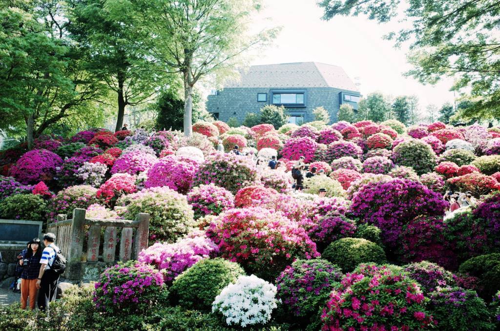 f:id:sweeteatime:20180614160140j:plain f:id:sweeteatime:20180614160140j:plain