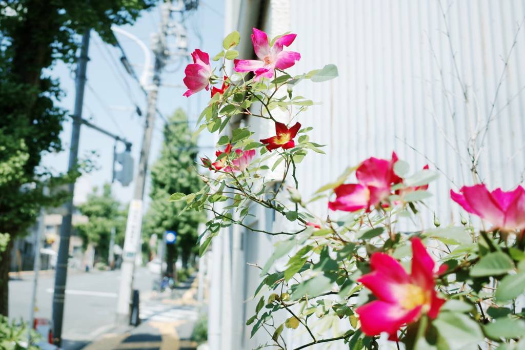 f:id:sweeteatime:20180614161732j:plain f:id:sweeteatime:20180614161732j:plain