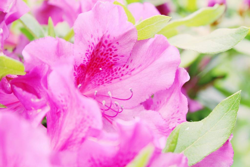 f:id:sweeteatime:20180615220513j:plain f:id:sweeteatime:20180615220513j:plain