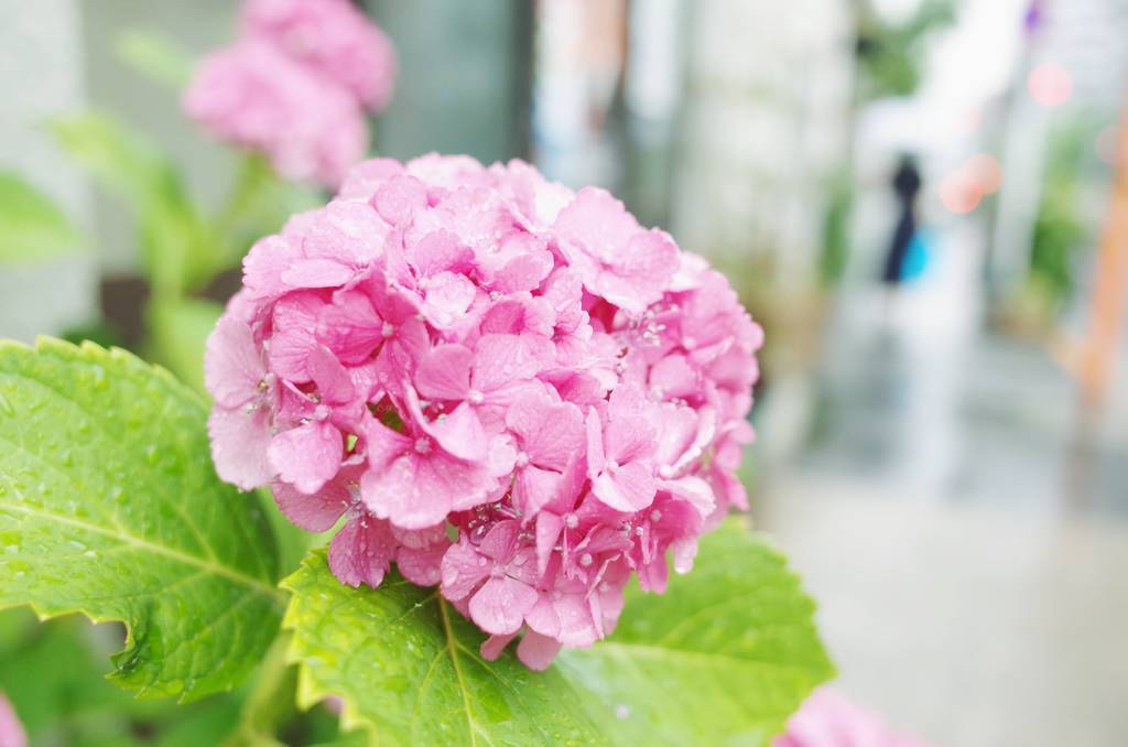 f:id:sweeteatime:20180901114126j:plain