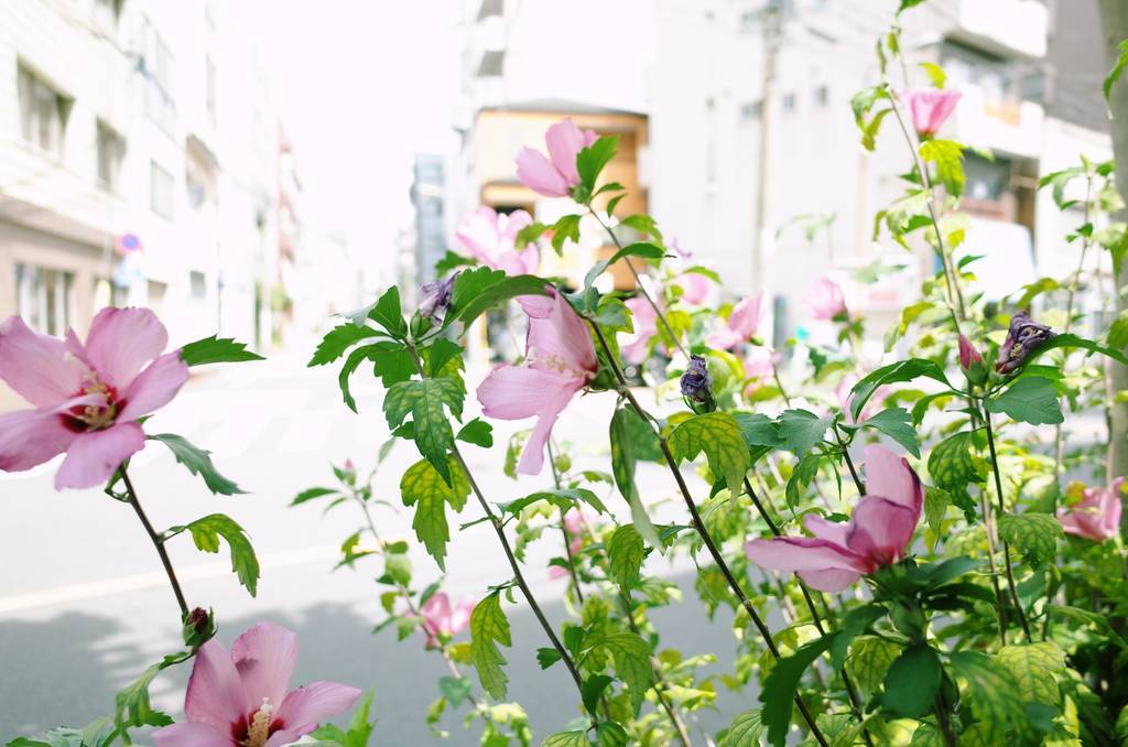 f:id:sweeteatime:20180912203325j:plain