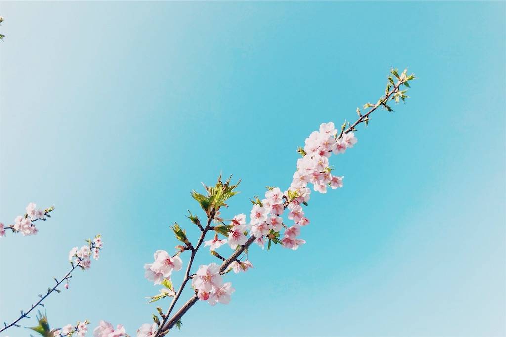 f:id:sweeteatime:20190321192706j:plain f:id:sweeteatime:20190321192706j:plain