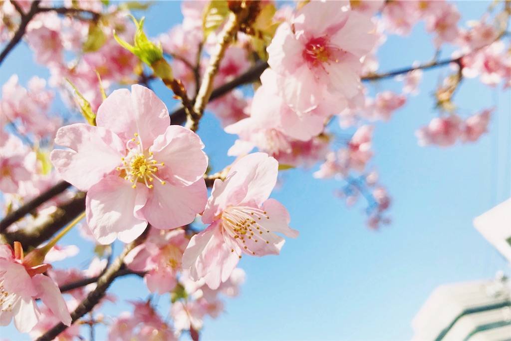 f:id:sweeteatime:20190321192749j:plain f:id:sweeteatime:20190321192749j:plain