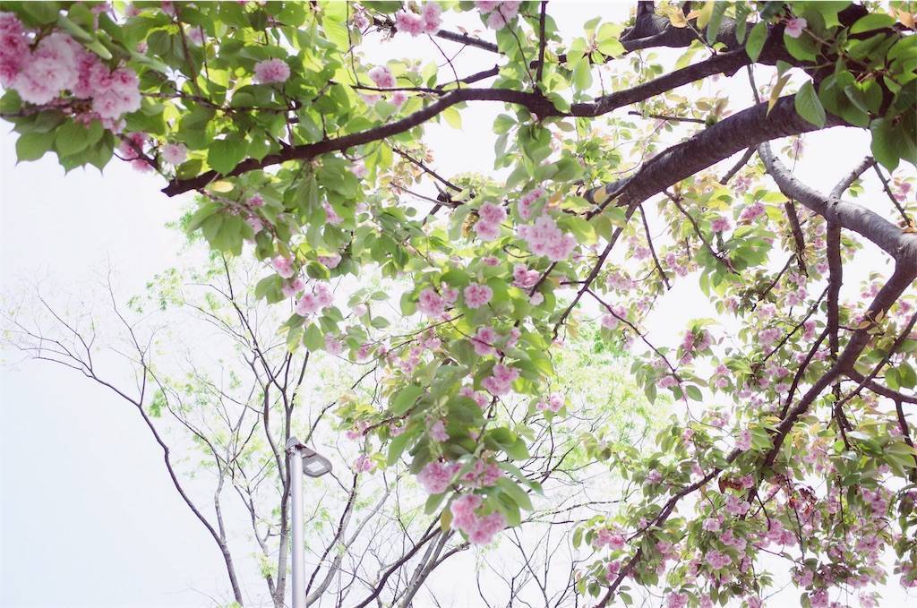 f:id:sweeteatime:20190423004132j:plain f:id:sweeteatime:20190423004132j:plain