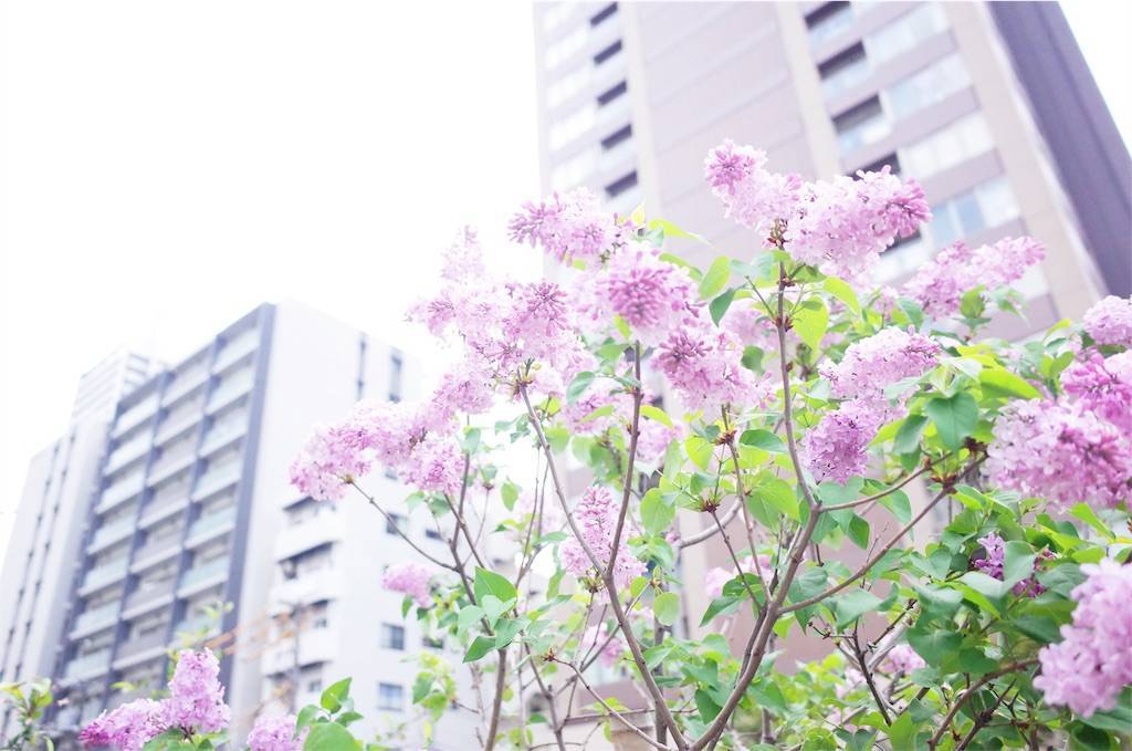 f:id:sweeteatime:20190423004136j:plain f:id:sweeteatime:20190423004136j:plain