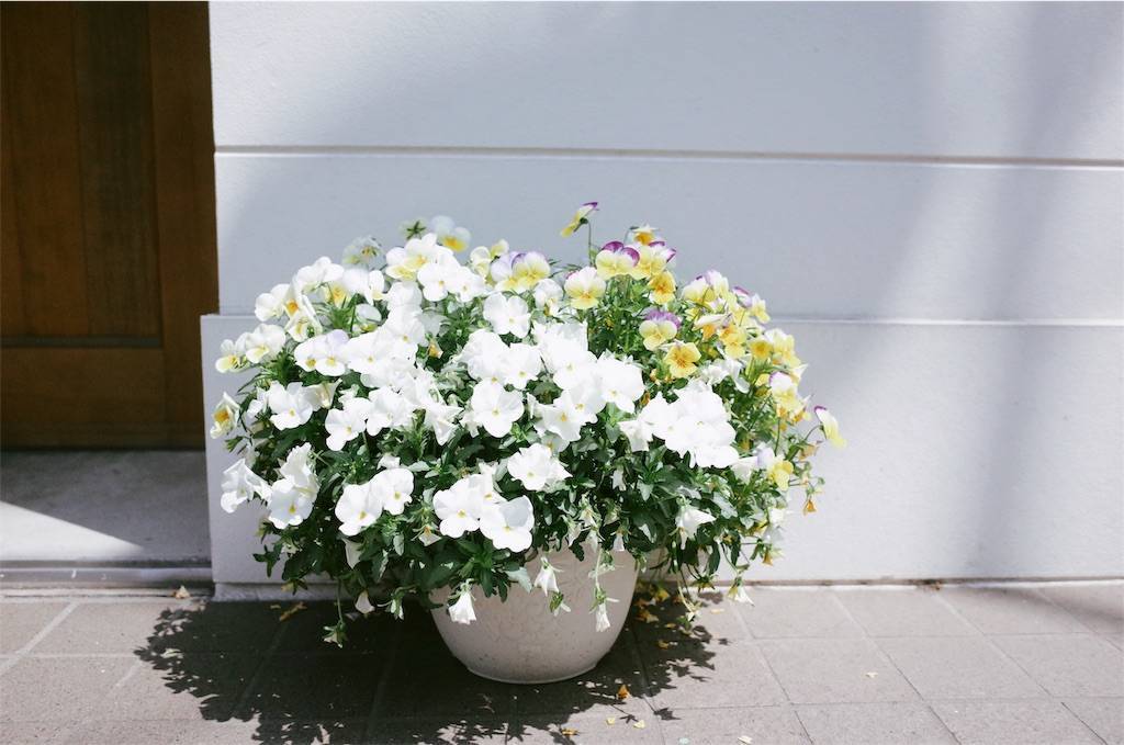 f:id:sweeteatime:20190423004212j:plain f:id:sweeteatime:20190423004212j:plain