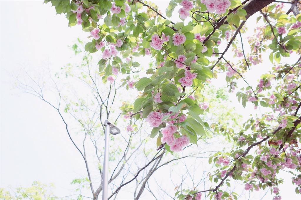 f:id:sweeteatime:20190423004222j:plain f:id:sweeteatime:20190423004222j:plain