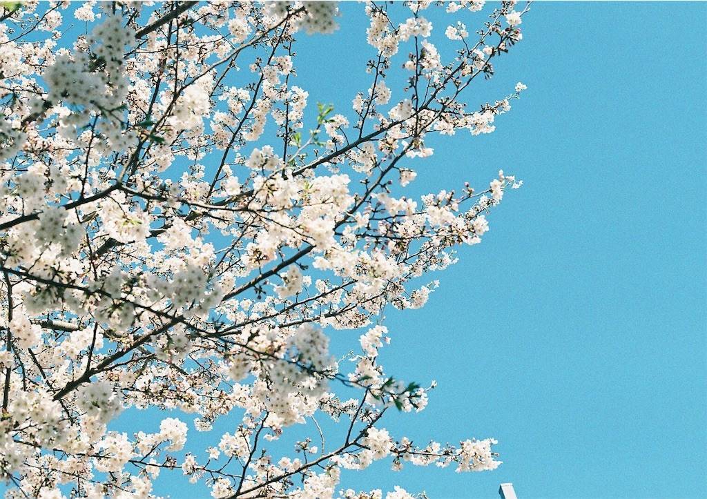 f:id:sweeteatime:20190430193838j:plain