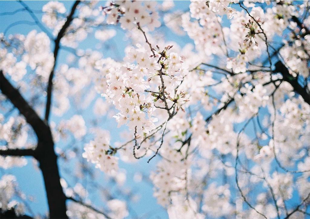 f:id:sweeteatime:20190430193923j:plain