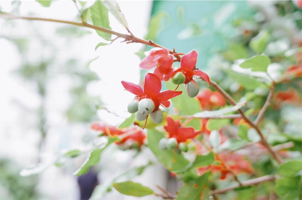 f:id:sweeteatime:20190609234004j:plain