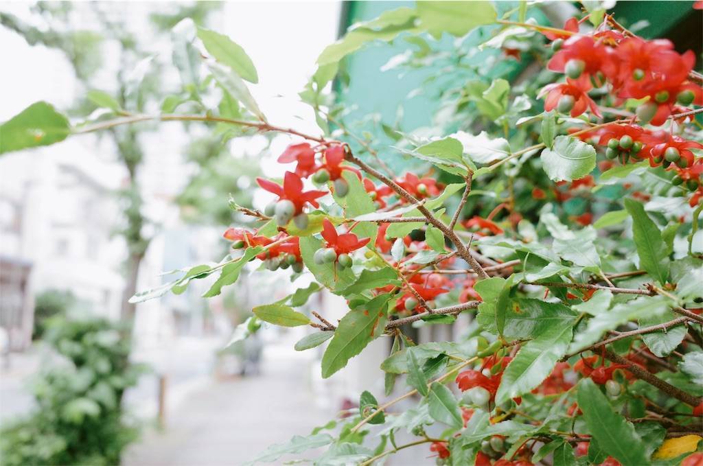 f:id:sweeteatime:20190609234008j:plain