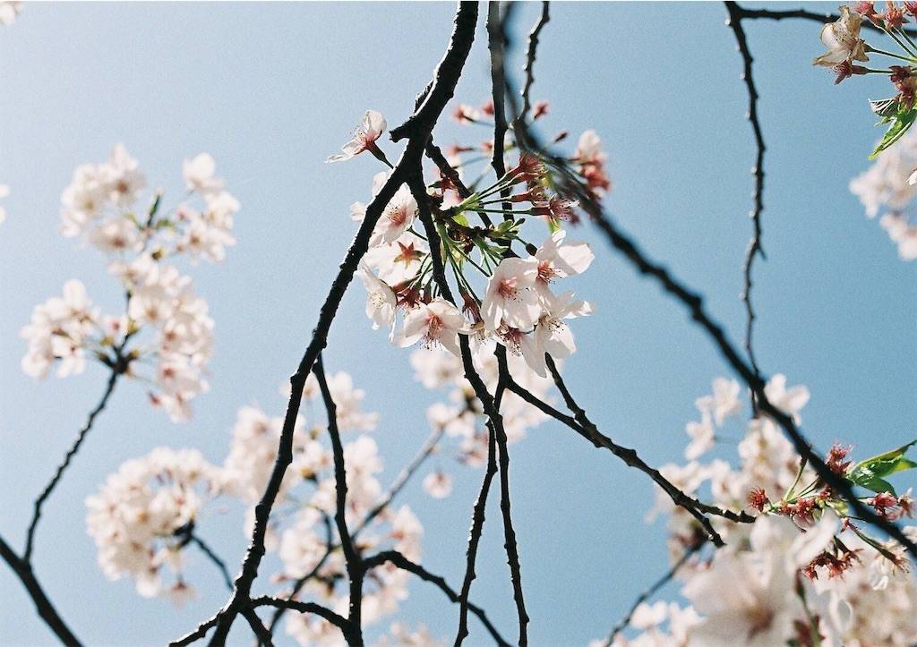 f:id:sweeteatime:20190609235738j:plain f:id:sweeteatime:20190609235738j:plain