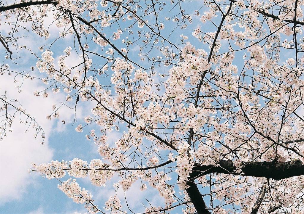 f:id:sweeteatime:20190609235843j:plain f:id:sweeteatime:20190609235843j:plain
