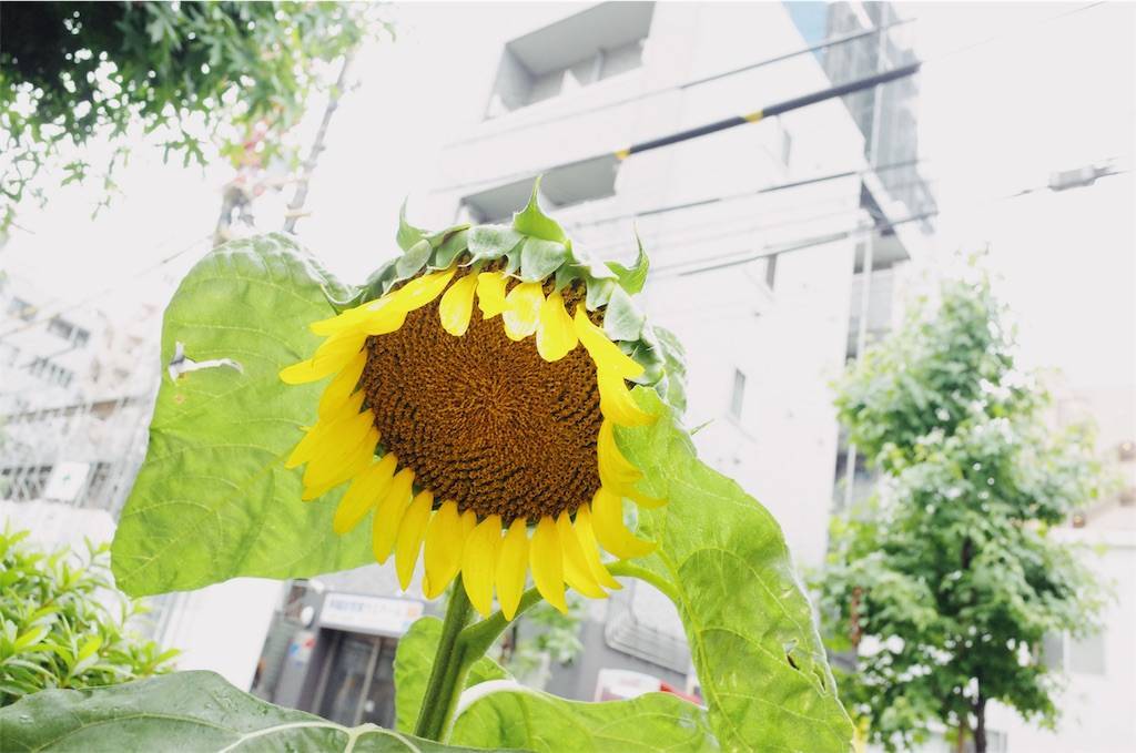 f:id:sweeteatime:20190701222348j:plain