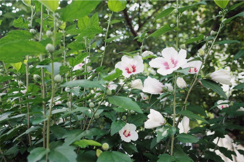 f:id:sweeteatime:20190719090322j:plain