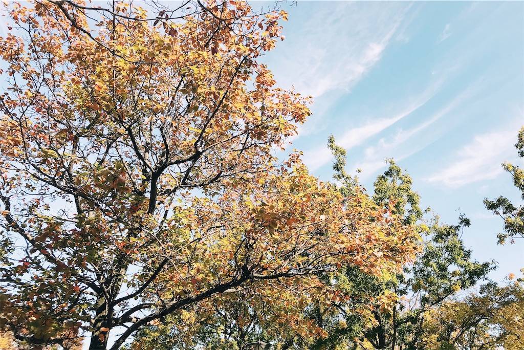f:id:sweeteatime:20191117224928j:plain f:id:sweeteatime:20191117224928j:plain