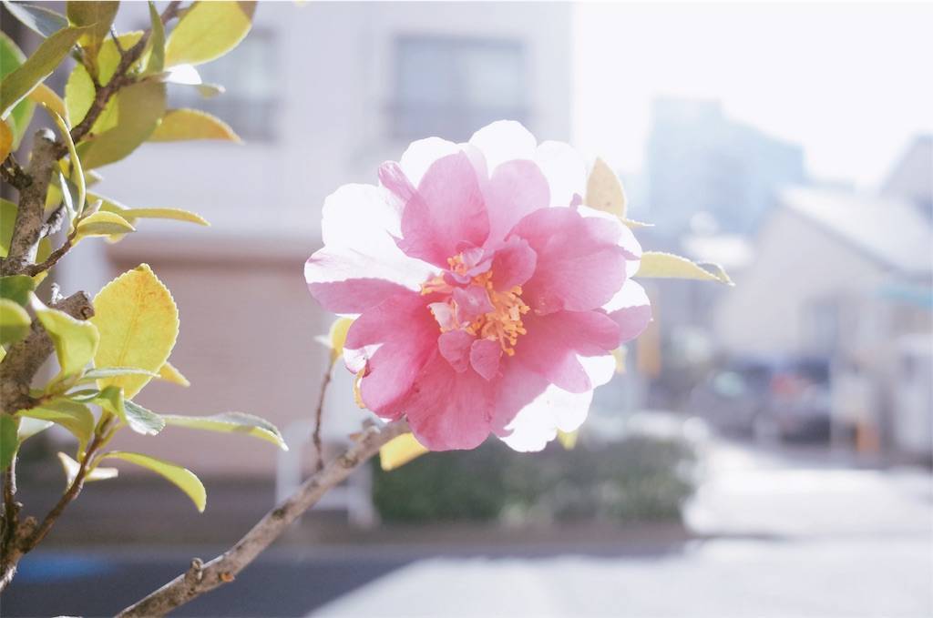 f:id:sweeteatime:20200204004453j:plain